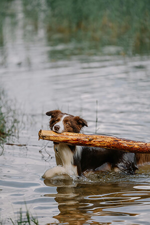 Dog with a stick