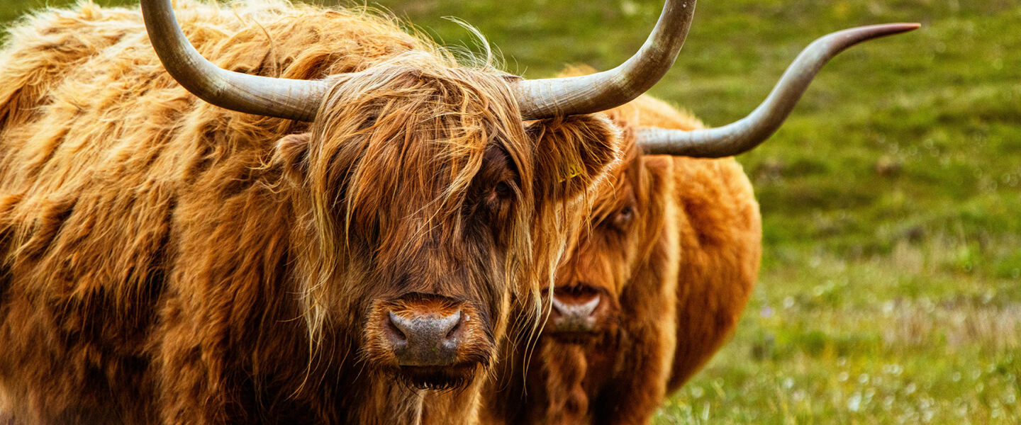 Highland cows